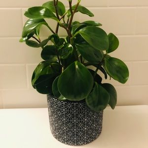 Ceramic Planter- navy and white
